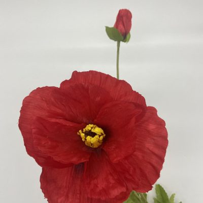 Klaproos rood