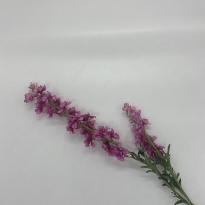 Delphinium roze